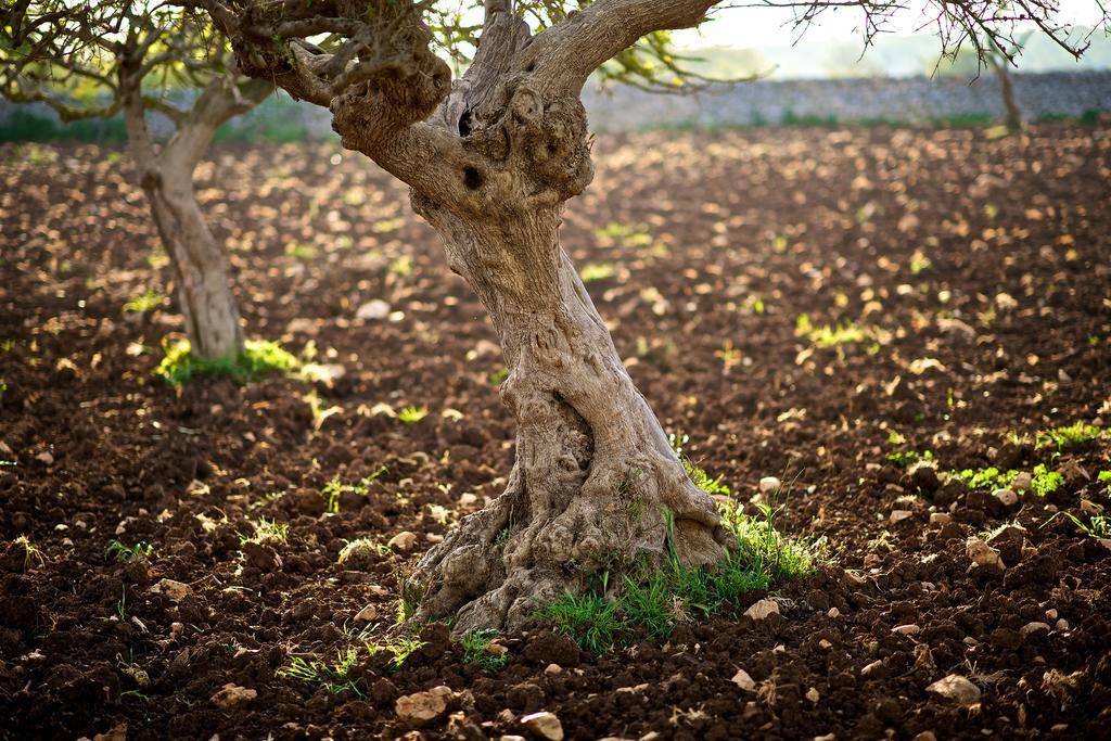 Masseria Ciavea โจเยีย เดล คอลเล ภายนอก รูปภาพ