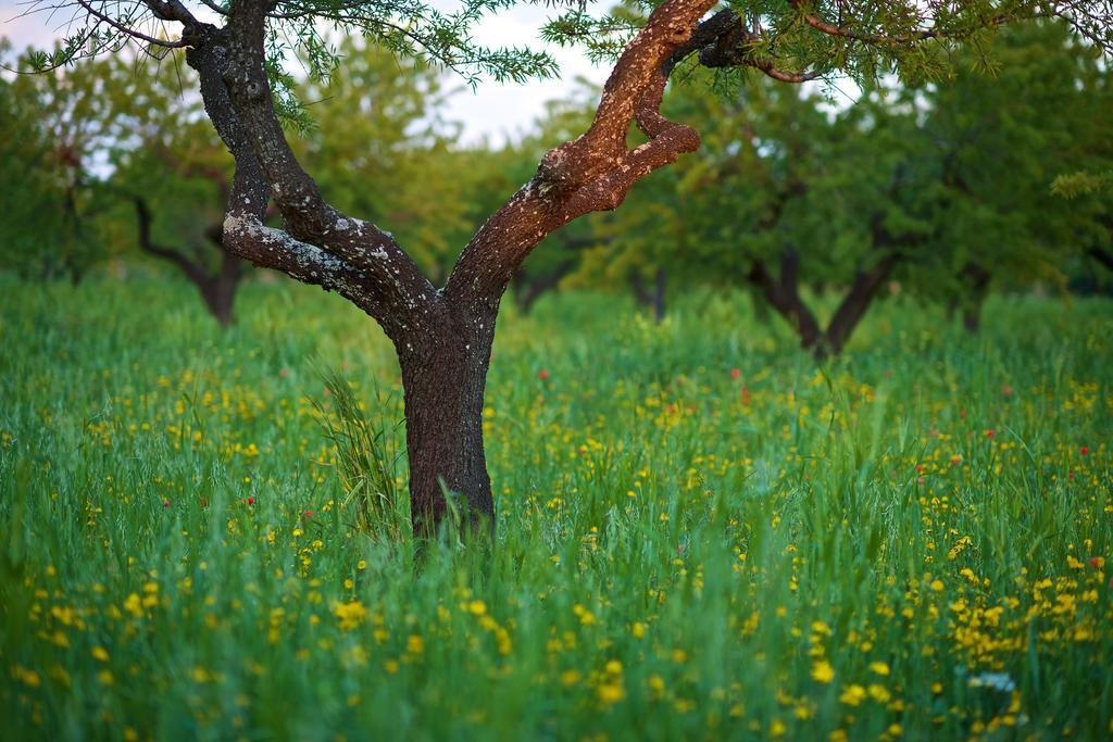 Masseria Ciavea โจเยีย เดล คอลเล ภายนอก รูปภาพ